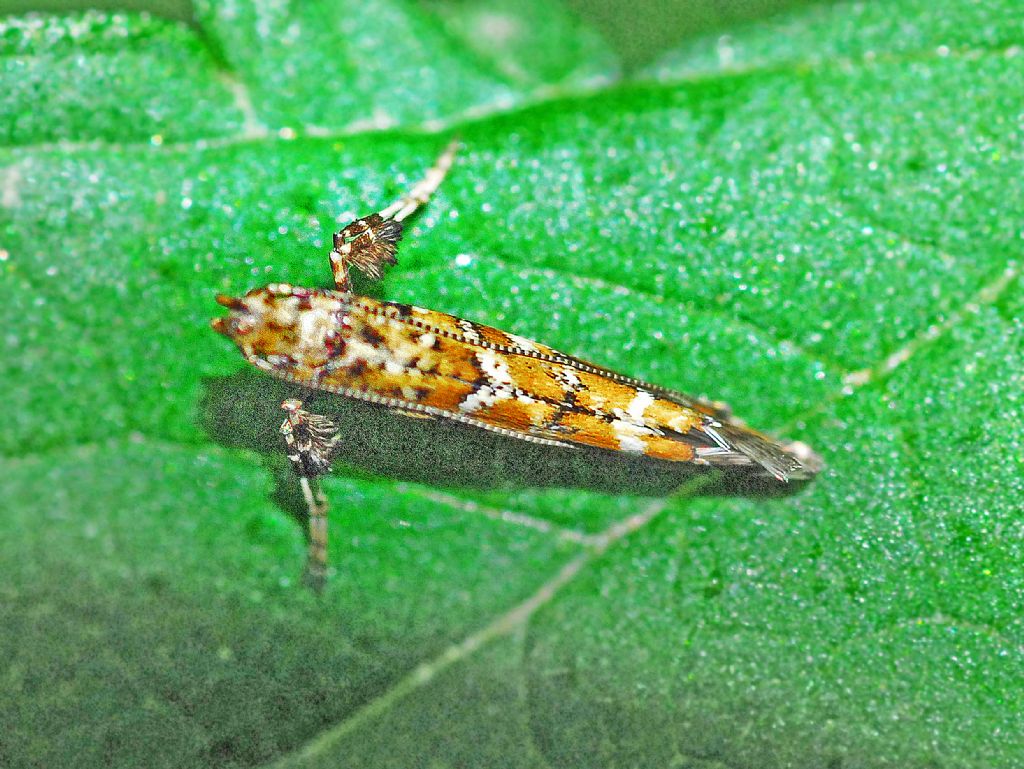 Argyresthia ??